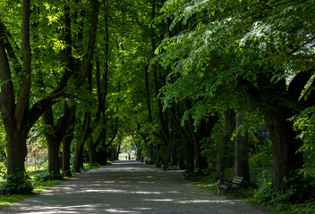 tall dark trees with thick green foliage in a European park
