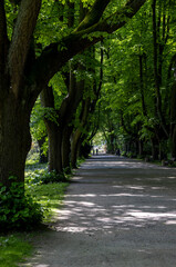 tall dark trees with thick green foliage in a European park
