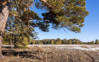 dense crown of coniferous trees and views of the field and forest
