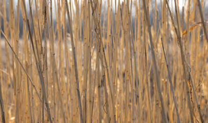 texture of densely growing reeds in warm shades
