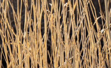 texture of densely growing reeds in warm shades
