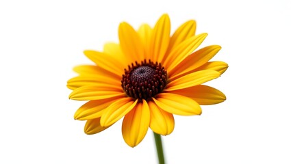 Photorealistic image of Rudbeckia flower isolated on white. Bright yellow petals with dark center and green leaves. Botanical macro with soft light and natural detail.