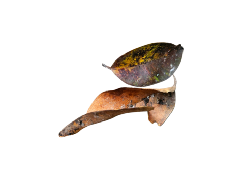 Close-up of dried leaves, great for eco-concepts, natural lifecycle, and environmental art. Isolated on white backgorund, transparent PNG