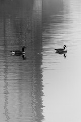 Misty morning on the canal in Brighouse, Yorkshire