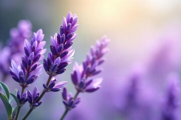 Obraz premium Serene Lavender Background Calming Texture for Websites, Design, and Wellness Branding