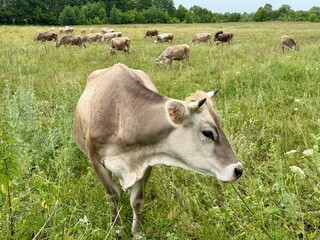 cows graze in a meadow on a warm summer sunny day. High quality photo