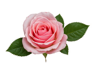 Delicate pink rose with green leaves isolated on transparent background