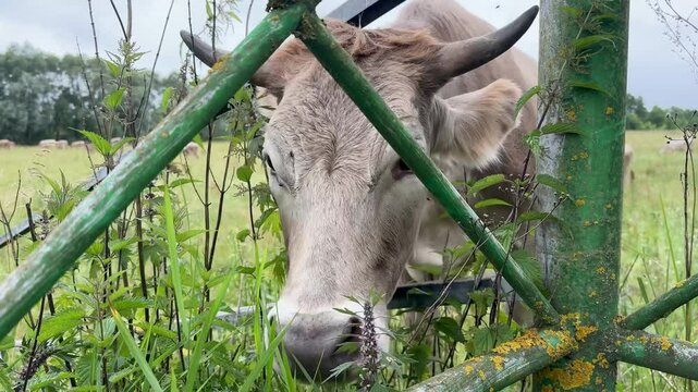 cows graze in a meadow on a warm summer sunny day. High quality 4k footage