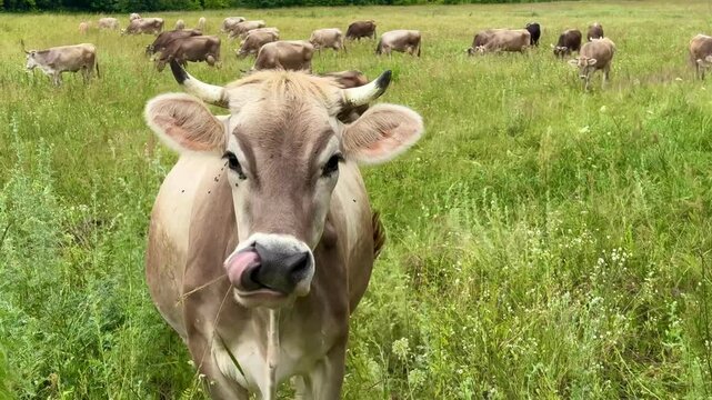 cows graze in a meadow on a warm summer sunny day. High quality 4k footage