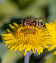 Hover fly on yellow flower, macro close-up, nature photography
