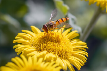 Hover fly on yellow flower, macro close-up, nature photography