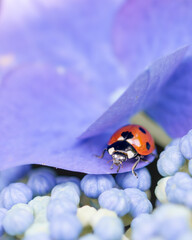 Red ladybug on purple flower, macro close-up, nature photography