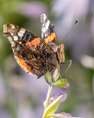 Macro close-up of a Red Red Admiral. Black and red butterfly