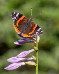 Macro close-up of a Red Red Admiral. Black and red butterfly