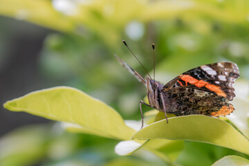 Macro close-up of a Red Red Admiral. Black and red butterfly