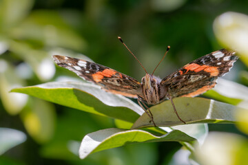 Macro close-up of a Red Red Admiral. Black and red butterfly