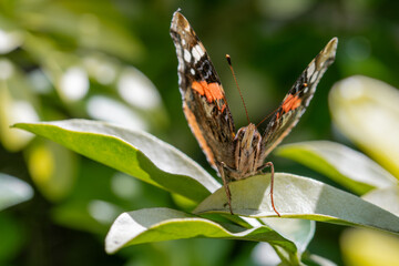 Macro close-up of a Red Red Admiral. Black and red butterfly