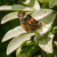 Macro close-up of a Red Red Admiral. Black and red butterfly