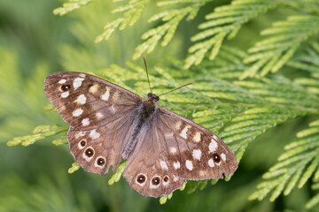 speckled wood butterfly on green plant, macro close-up