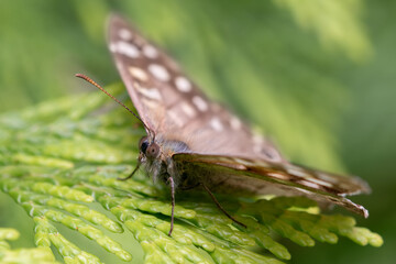 speckled wood butterfly on green plant, macro close-up