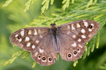 speckled wood butterfly on green plant, macro close-up