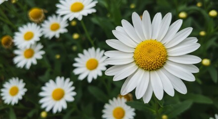 Fototapeta premium Close-up of a vibrant white daisy with a bright yellow center, surrounded by other daisies and lush green foliage