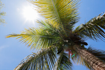 Fototapeta premium A low-angle shot of a tall coconut palm tree with green fronds spread out against a bright blue sky. Sunlight filters through the leaves, creating a tropical and sunny atmosphere