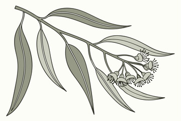 Hand drawn botanical illustration of a eucalyptus branch with leaves and seed pods © AKHI
