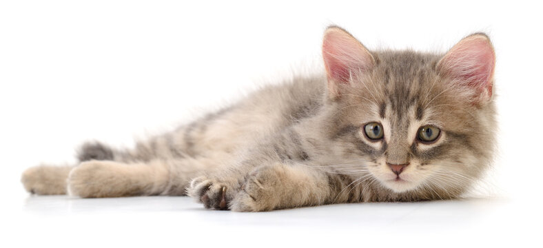 Kitten on white background.