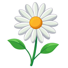 daisy flower isolated on white