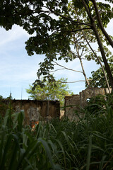 Brandruine mit Pflanzenwuchs Transatlantik Kreuzfahrt Rio de Janeiro Salvador Maceio Recife Praia Santa Cruz de Tenerife Lissabon Alicante Barcelona Marseille Brasilien S&uuml;d Amerika Europa Fr&uuml;hling