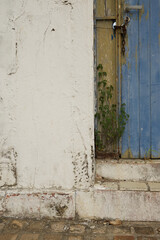 Mauer mit Holztür und Pflanze Transatlantik Kreuzfahrt Rio de Janeiro Salvador Maceio Recife Praia Santa Cruz de Tenerife Lissabon Alicante Barcelona Marseille Brasilien Süd Amerika Europa Frühling