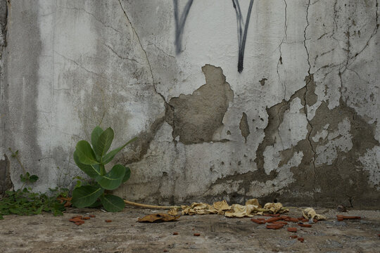 Pflanze vor alter Mauer Transatlantik Kreuzfahrt Rio de Janeiro Salvador Maceio Recife Praia Santa Cruz de Tenerife Lissabon Alicante Barcelona Marseille Brasilien S&uuml;d Amerika Europa Fr&uuml;hling