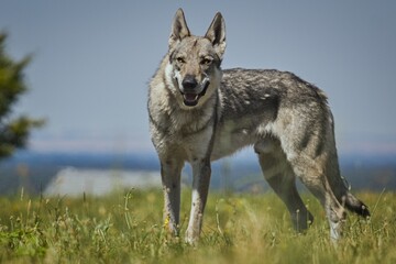 Portrait of a Czechoslovak Wolfdog
