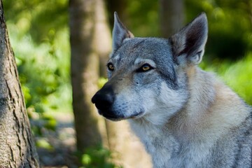 Portrait of a Czechoslovak Wolfdog