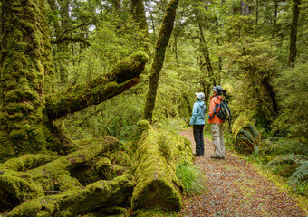 Fototapeta premium Couple looking up at moss-covered red beech forest. Lake Gunn Nature Walk. Fiordland National Park. South Island.