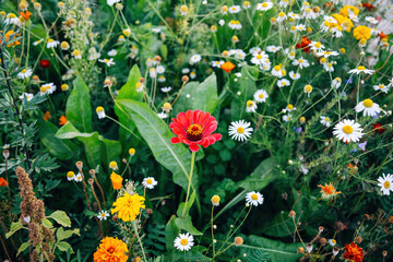 Obraz premium Colorful Flowers in a Meadow