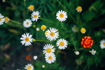 Colorful Flowers in a Meadow