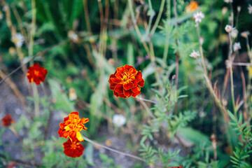 Colorful Flowers in a Meadow