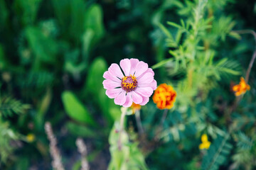 Colorful Flowers in a Meadow