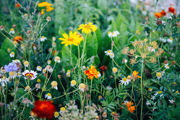 Colorful Flowers in a Meadow