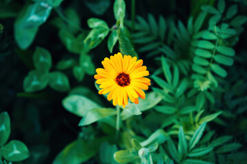 Colorful Flowers in a Meadow