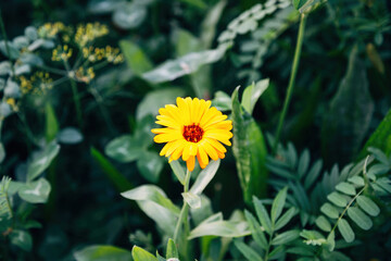 Colorful Flowers in a Meadow