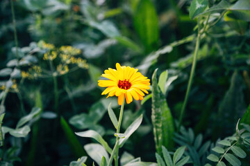 Colorful Flowers in a Meadow