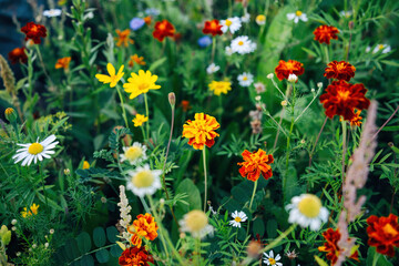 Colorful Flowers in a Meadow
