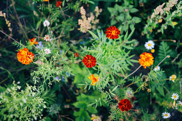 Colorful Flowers in a Meadow