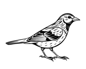 Obraz premium vector illustration of a sparrow