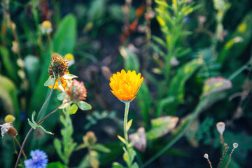 Colorful Flowers in a Meadow