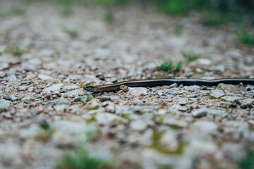 Reptile on Dirt Path – Woodland Wildlife