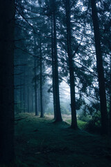 Foggy Forest